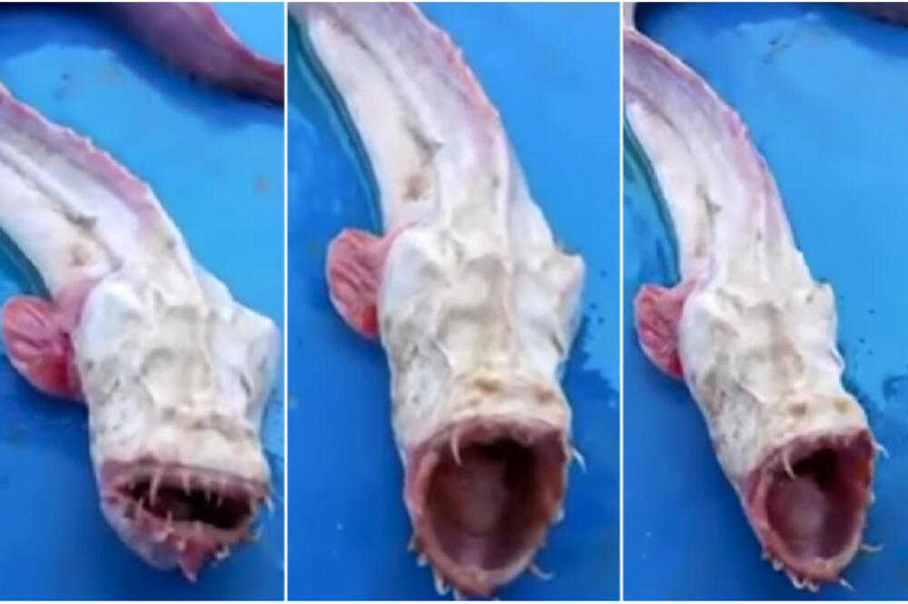 DA LI JE OVO NAJSTRAŠNIJE STVORENJE NA ZEMLJI? Gledajte samo na šta LIČI, nikada niste videli nešto OVAKVO! (VIDEO)