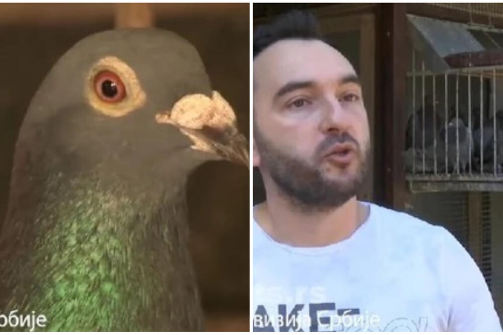 GOLUB PISMONOŠA IZ MAČVE OBORIO SVE REKORDE: Od Španije do Srbije je leteo 3 nedelje i prešao 1.700 kilometara