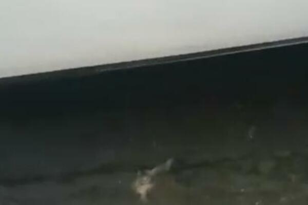 DA VAM SE PREVRNE ŽELUDAC! Pogledajte ŠTA se radi u HRVATSKOJ luci, užasan prizor! (VIDEO)