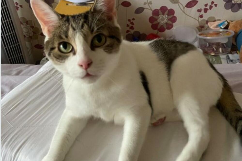 "SPASAO MI JE ŽIVOT": Ovaj mališa joj je skočio na grudi tokom noći i uradio ovo, PRAVI HEROJ! (VIDEO)