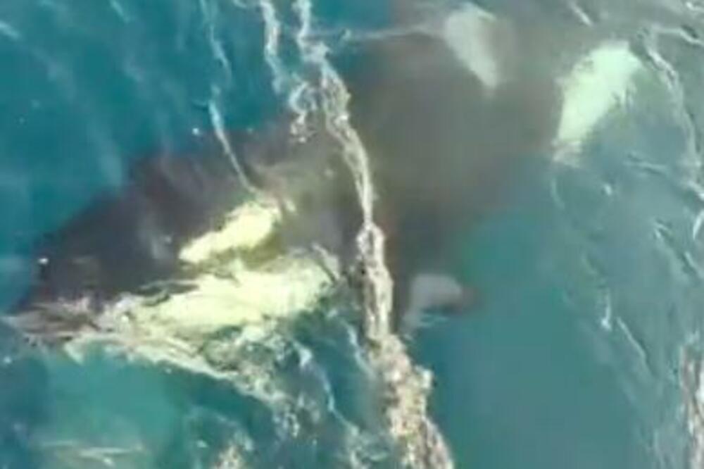 NOVA OPASNOST VREBA U MORU, A NISU AJKULE: Sve više napada na jedrilice, mornari u STRAHU! (VIDEO)