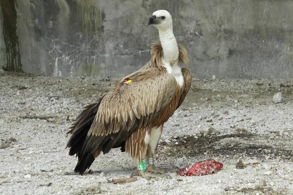 TRI VICA O ŽIVOTINJAMA KOJI ĆE VAM SIGURNO POPRAVITI RASPOLOŽENJE: Medved, veverica i TRI ORLA u kafani...