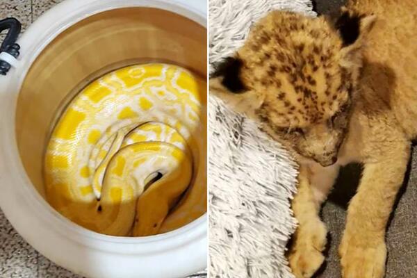 SUBOTIČANIN DRŽAO LAVA I KRALJEVSKOG PITONA U STANU: Policija ZATEČENA prizorom! (FOTO)