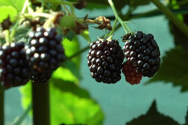 DA LI ĆE KUPINARI PROĆI BOLJE OVOG LETA OD MALINARA? Preživele vremenski rolerkoster, ali ipak ima DOBRIH VESTI