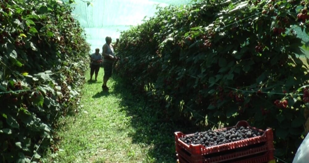 Vrućina uništila ovo voće u Srbiji: Cena kilograma zaprepašćujuća!