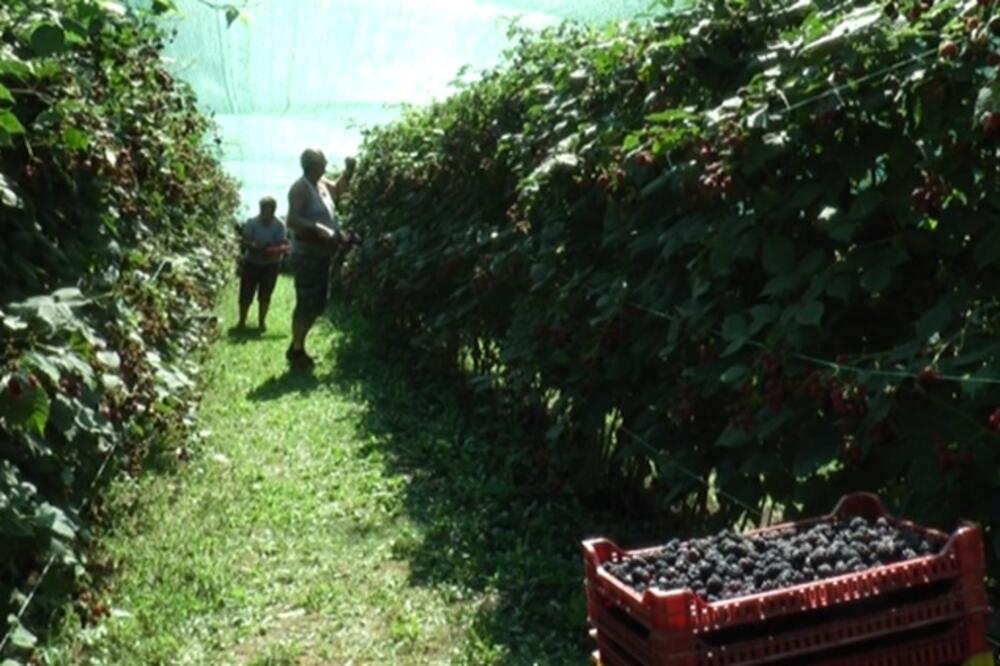 UMESTO 300 DINARA ZA KILOGRAM - OD 80 DO 115: To nije sve, stižu NOVE LOŠE VESTI ZA KUPINARE!