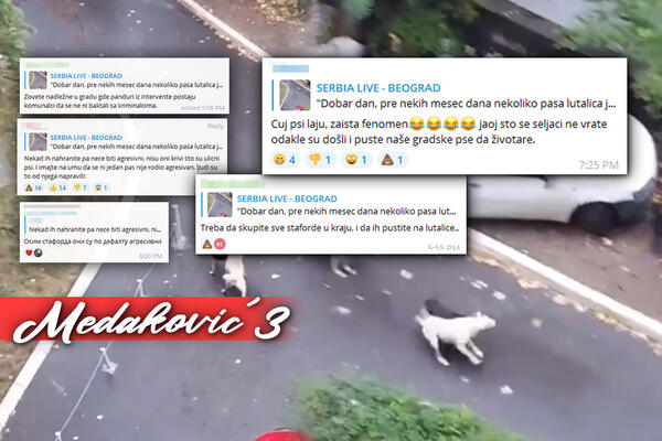 "PO METAK I ĆAO"! Snimak pasa lutalica na Medaku izazvao RAT na mrežama, ljudi su pisali OGAVNE komentare (FOTO)