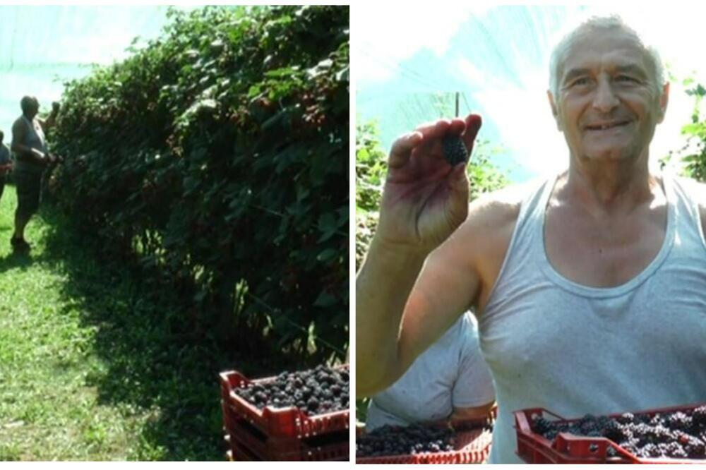 SAMO 3 MOGU DA STANU U ŠAKU, CRNO ZLATO SAMO U SRBIJI MOŽE DA RODI OVAKO! Gospavići znaju TAJNU za DŽINOVSKI PLOD!