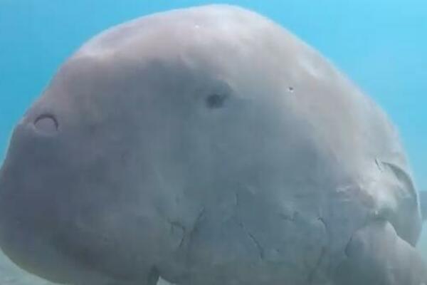 SAMO TRI OSOBE GA VIDELE U POSLEDNJIH 5 GODINA: Životinja koja je inspirisala priče o sirenama na ivici IZUMIRANJA!