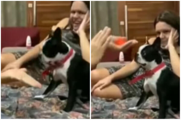 POGLEDAJTE KAKO OVAJ PSIĆ REAGUJE NA MAGIČNI TRIK: Prosto nije znao šta ga je snašlo! (VIDEO)