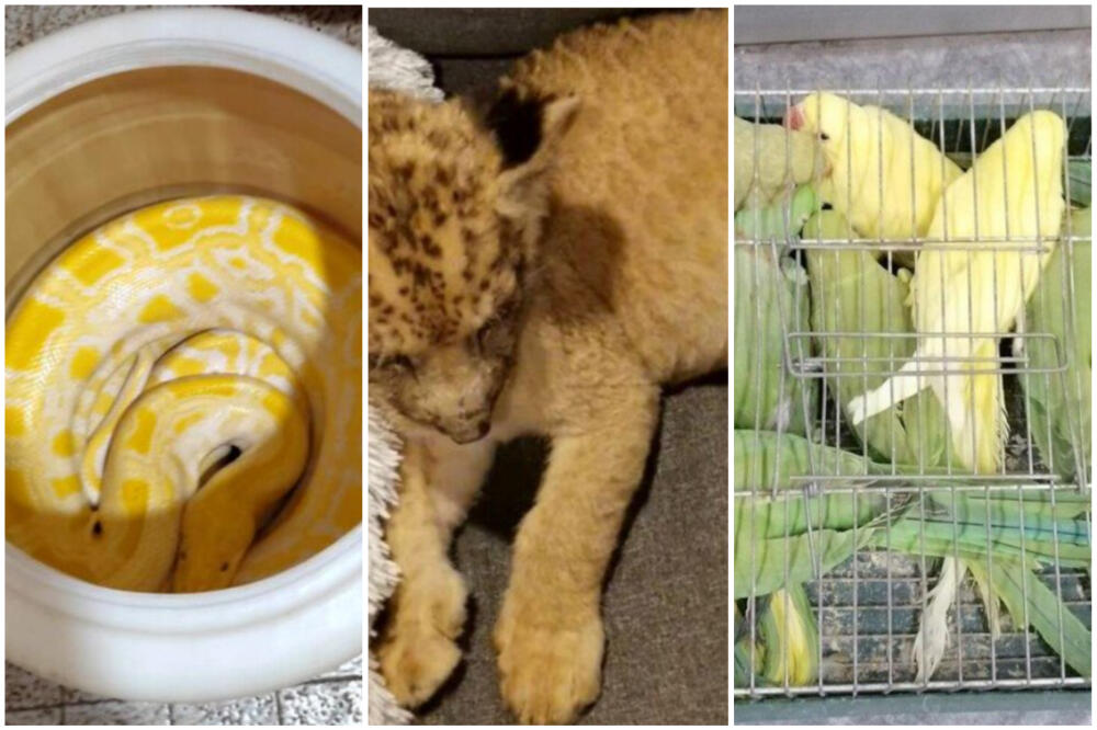 ILEGALNO TRŽIŠTE DIVLJIH ŽIVOTINJA U SRBIJI CVETA! Valjaju lalove za BESNOSLOVNE cifre