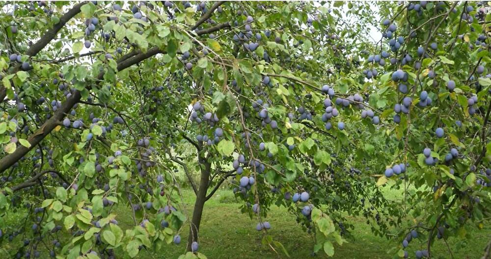 Šljivak, Šljive, Voćnjak