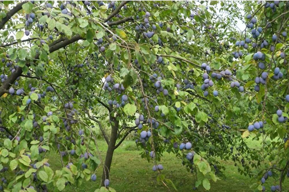 KUĆA OD 65 KVADRATA PLUS VOĆNJAK I ŠUMA I TO ČAK NIJE SVE! Srpkinja prodaje seosko domaćinstvo za 14.500 evra