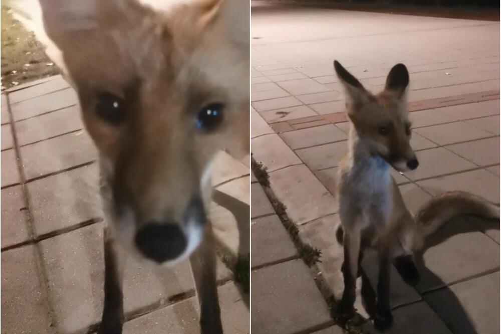 ČUDNO PONAŠANJE LISICA IZNENADILO NOVOSAĐANE: Snimljen još jedan susret sa OVIM ŽIVOTINJAMA! (VIDEO)