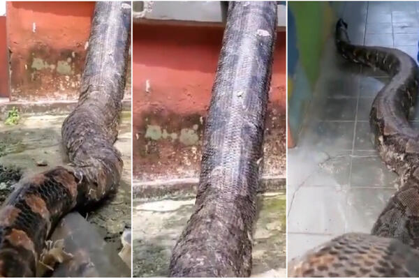 ISPLIVAO HOROR SNIMAK DŽINOVSKE ZMIJE! Zanemećete kada vidite KOLIKA JE, neće vam biti DOBRO! (VIDEO)
