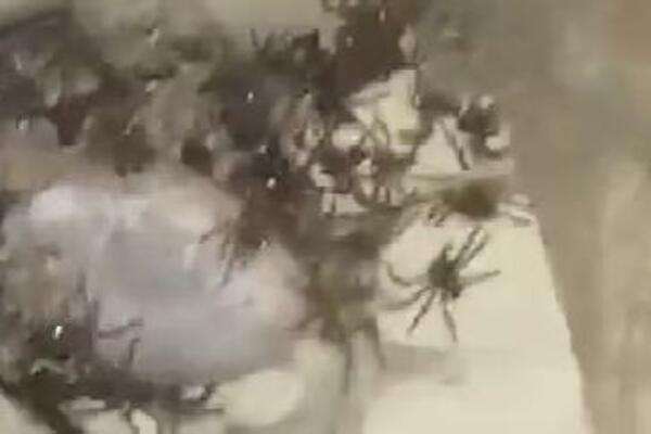 NIKAKO NE UBIJAJTE PAUKOVE U KUĆI: Stručnjak obajsnio ZAŠTO NE VALJA, važnije je nego što mislite