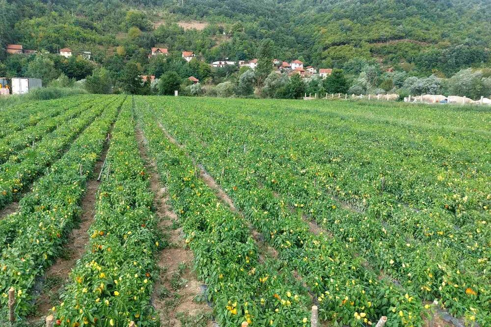 Kragujevčaninu Dušanu baka dala ideju za biznis! Od jednostavne stvari zarađuje masne pare, čista zarada