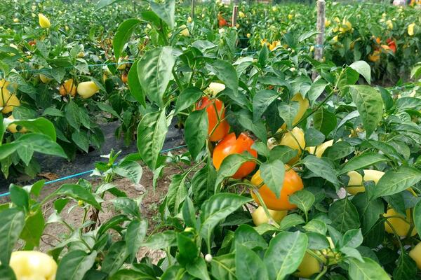 DODAJTE OVO U ZEMLJU I GLEDAJTE VOĆE I POVRĆE KAKO BUJA: Vrlo je važno VREME KADA STAVLJATE, jedino tako USPEVA