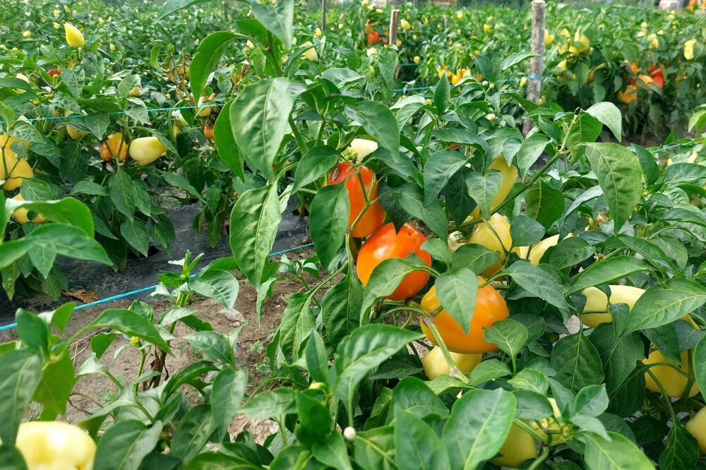 DODAJTE OVO U ZEMLJU I GLEDAJTE VOĆE I POVRĆE KAKO BUJA: Vrlo je važno VREME KADA STAVLJATE, jedino tako USPEVA