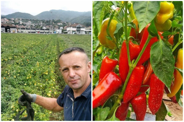 U JEKU SEZONE ZIMNICA PAPRIKA I DO 200 DINARA: U dolini Lima rodila kao NIKAD RANIJE (FOTO)