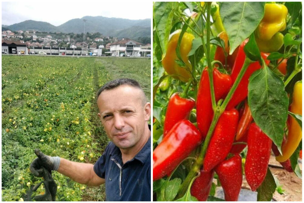 U JEKU SEZONE ZIMNICA PAPRIKA I DO 200 DINARA: U dolini Lima rodila kao NIKAD RANIJE (FOTO)