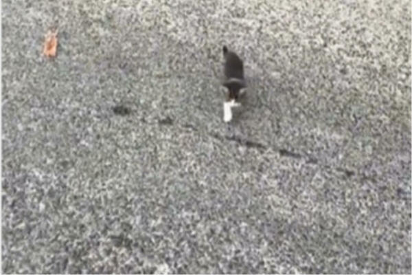 ISPRED AUTA MU ISKOČILO MAČE, PA UGLEDAO ŠOK PRIZOR: Usledila je prava BORBA (VIDEO)