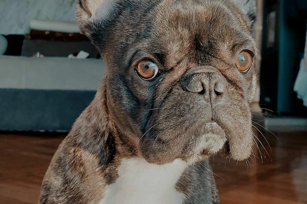 3 RASE PASA KOJE SUPER PODNOSE NISKE TEMPERATURE: SAZNAJTE ko su pravi LJUBITELJI zime među PSIMA