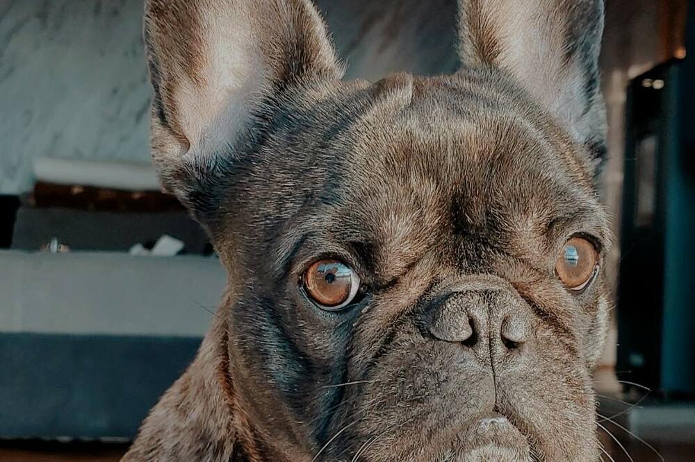 KADA VAS PAS POGLEDA OVAKO, NAUČNO JE DOKAZANO DA OD VAS IMA JEDAN ZAHTEV: Ne može svaki čovek da prepozna ovo