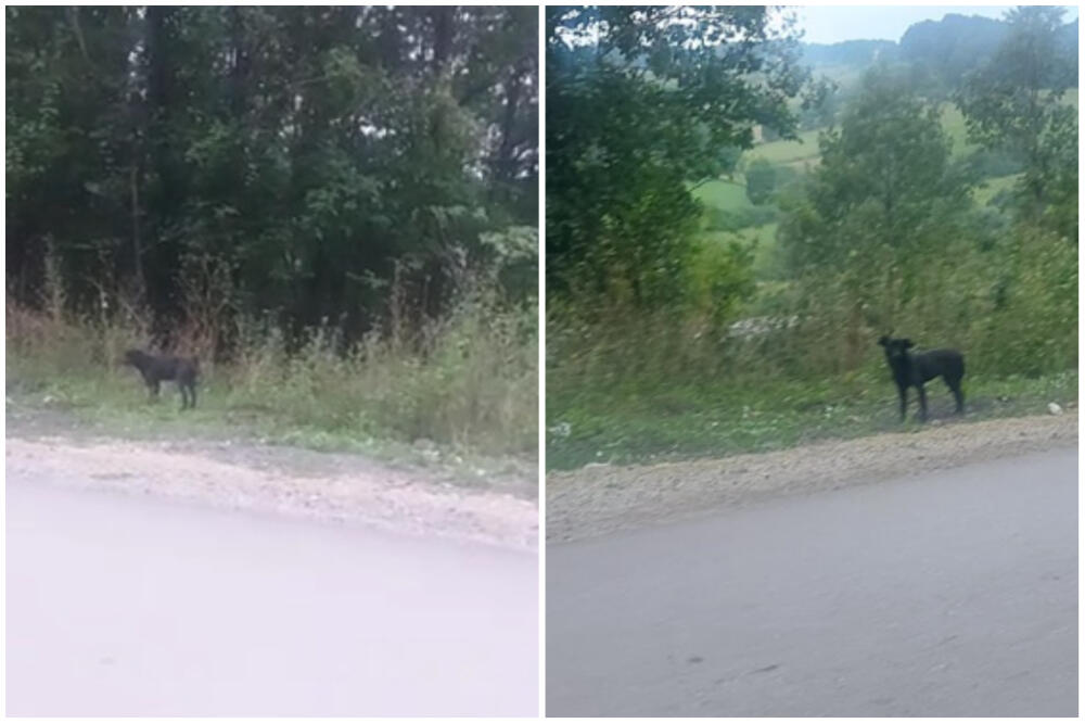 MESEC DANA STOJI NA ISTOM MESTU I ČEKA VLASNIKA: Pranjani imaju svog Hačika, PRIZOR KOJI TERA SUZE NA OČI! (FOTO)