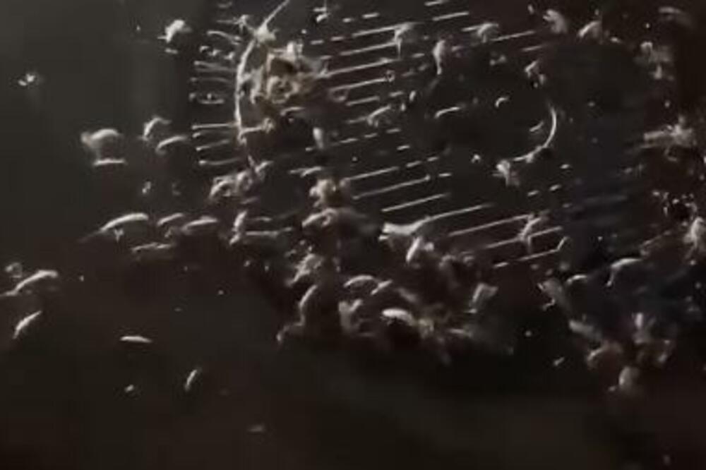 SVAKA SRPSKA KUĆA MORA DA IMA OVU BILJKU: Od nje BUBAŠVABE odmah BEŽE, nabavite je ŠTO PRE