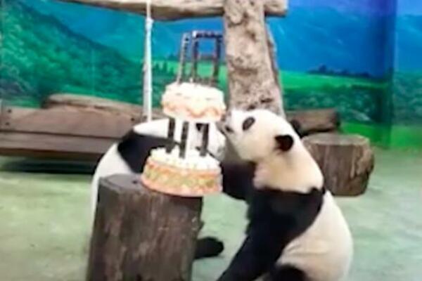 DŽINOVSKE PANDE PROSLAVILE PUNOLETSTVO: Snimljene pored rođendanske TORTE, ovo morate da VIDITE! (VIDEO)