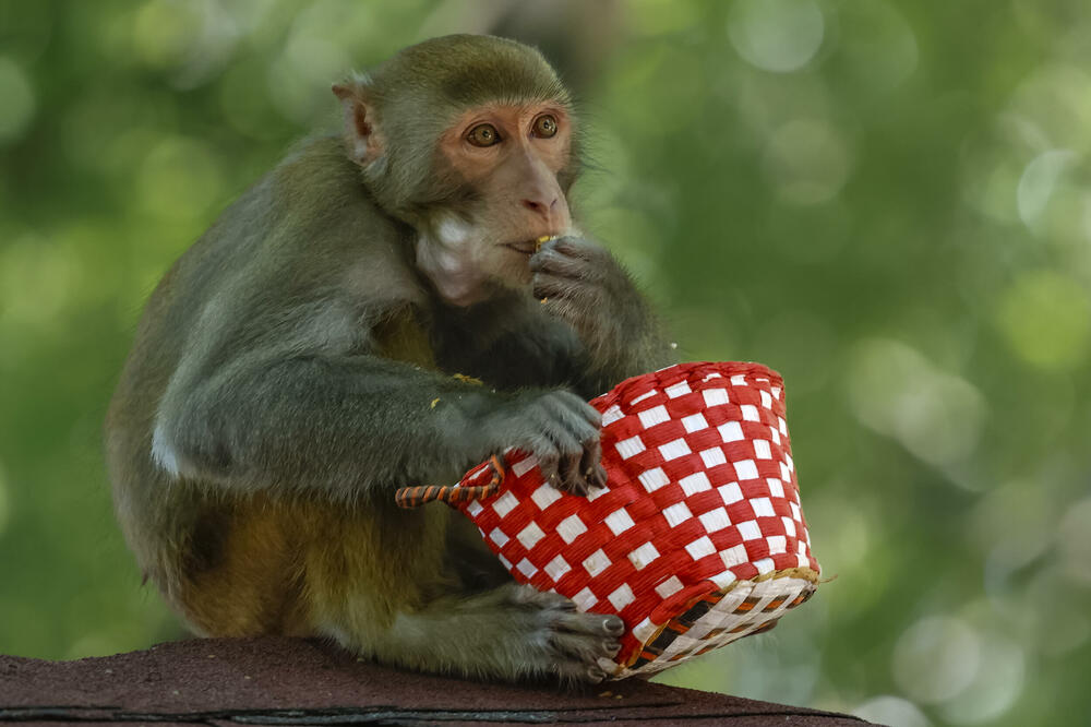 NAUČNICI MAJMUNU PRESADILI SVINJSKI BUBREG: Evo do kakvog OTKRIĆA su sada došli