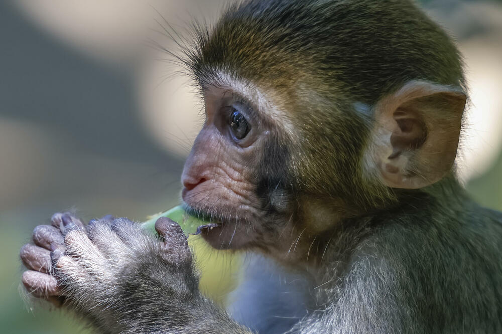 ŠIMPANZE JEDU BILJKE KOJE LEČE: Ove životinje se LEČE SAME, tačna znaju da odaberu onu koja ima LEKOVITA SVOJSTVA