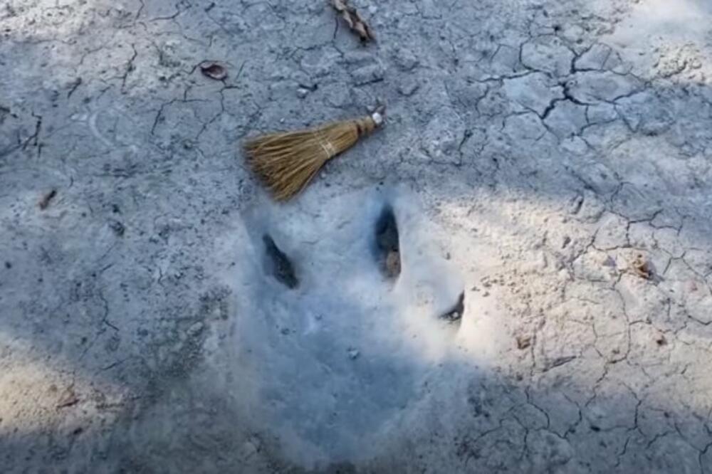 PRONAĐENO PRAISTORIJSKO BLAGO ČUVANO 113 MILIONA GODINA! Pogledajte o čemu je reč (VIDEO)