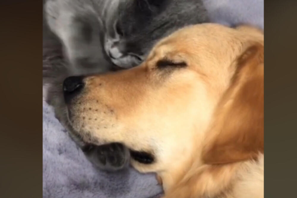NAJEŽIĆETE SE GLEDAJUĆI: Pogledajte samo šta rade ovaj pas i mačka, NEVEROVATNO! (VIDEO)
