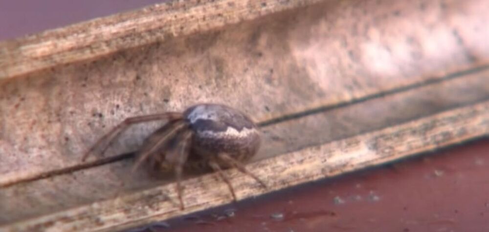 Pauk, Lažna udovica, Plemenita lažna udovica