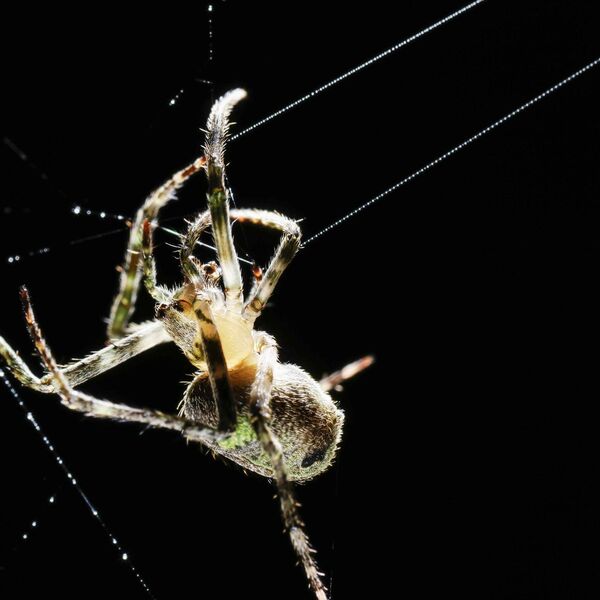 OTKRIVENA NOVA, JEZIVA VRSTA PAUKA: Neće vam biti svejedno kada vidite KAKO IZGLEDA (VIDEO)