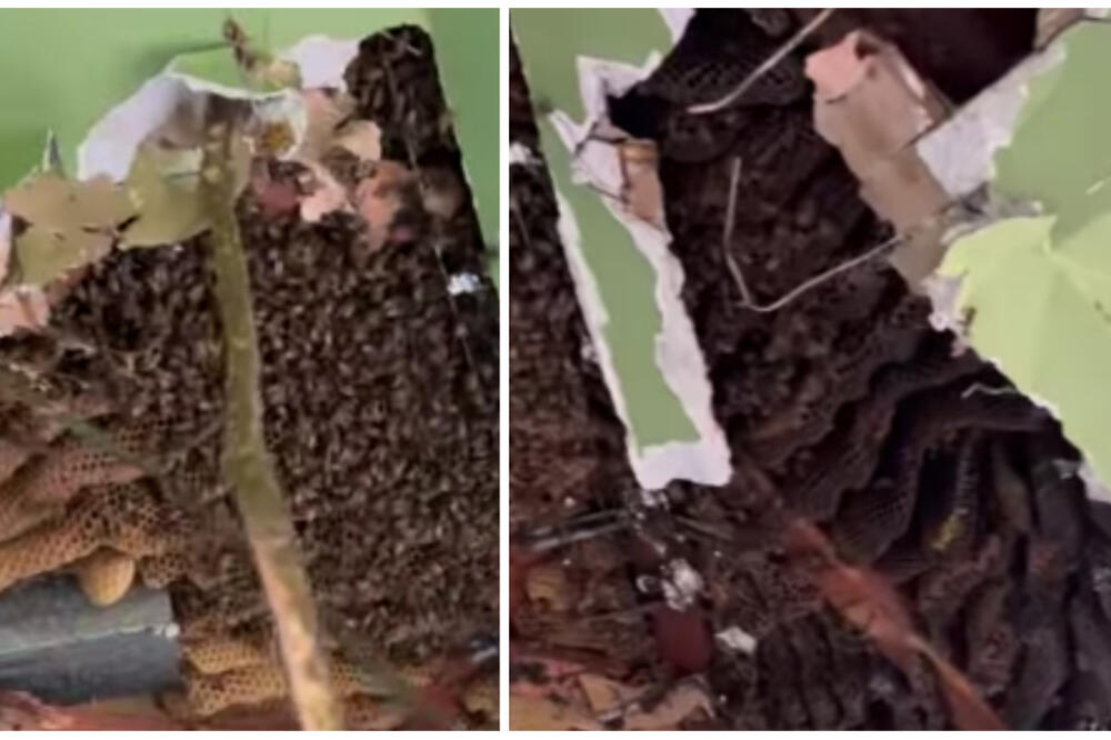 E OVO JE KOŠMAR! Rešili da renoviraju kuću pa zatekli HOROR NAD HORORIMA, ovo može svakom da se DESI - UŽAS! VIDEO