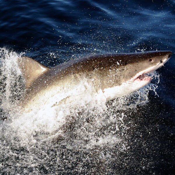 Dečak zamalo ostao bez ruke! Hitno prebačen u bolnicu nakon napada tigraste ajkule, užasnuta porodica sve gledala!