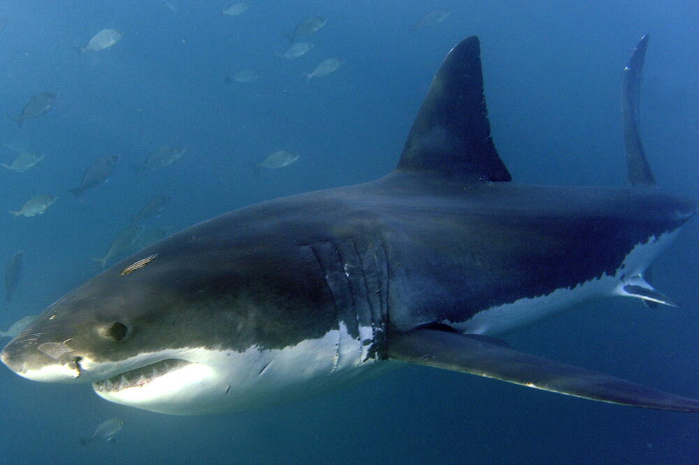 AJKULA RASTRGLA ŽENU DOK JE PLIVALA: Detalji HORORA na popularnoj plaži, pronašli njeno KRVLJU NATOPLJENO TELO!