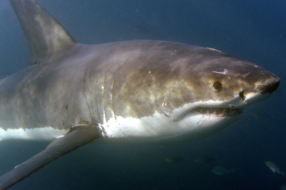 UPECAO MUJO ZLATNU AJKULU..: Od ovog VICA ćete se smejati kao ludi