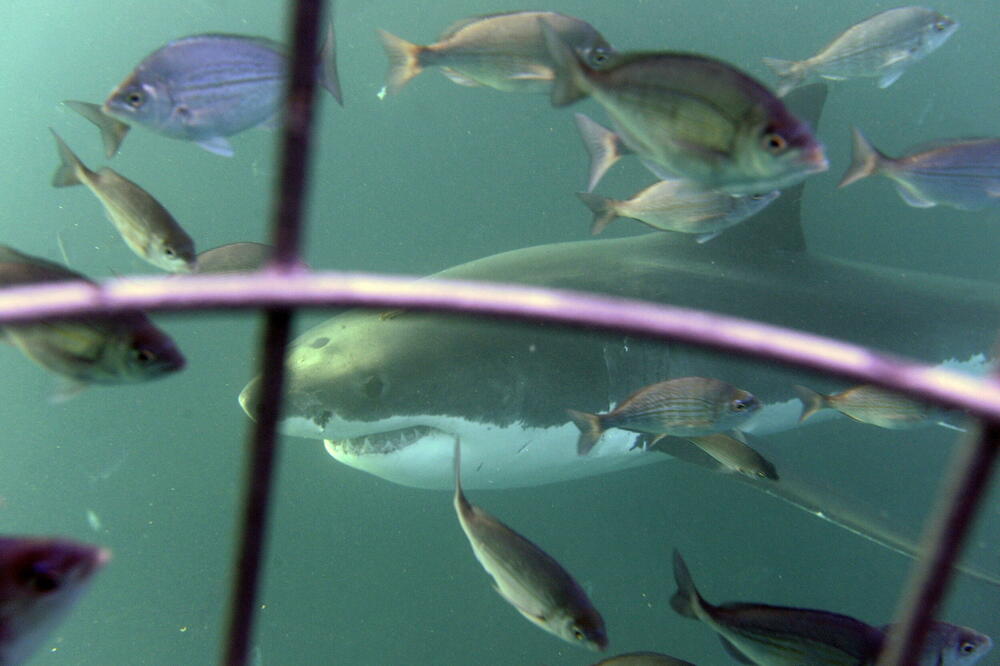 RETKA VRSTA AJKULE ULOVLJENA U HERCEG NOVOM: Evo koliko različitih živi u JADRANSKOM MORU, neće vam biti SVEJEDNO