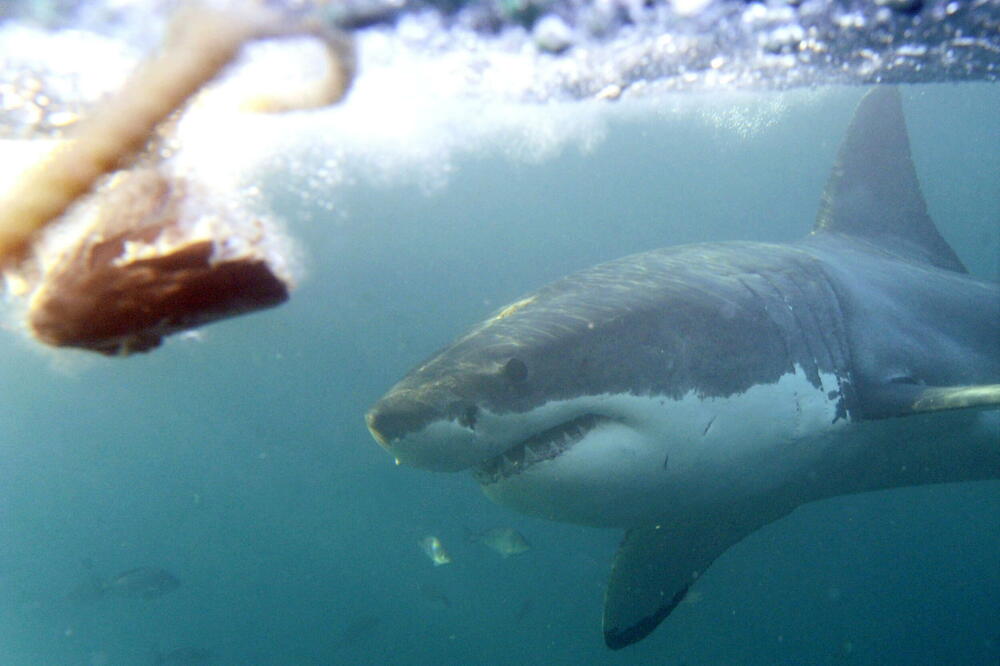 Tamari ajkula pojela prijateljicu pred očima, telo nikada nije nađeno! Otkrila sve detalje - ovo je hororčina!