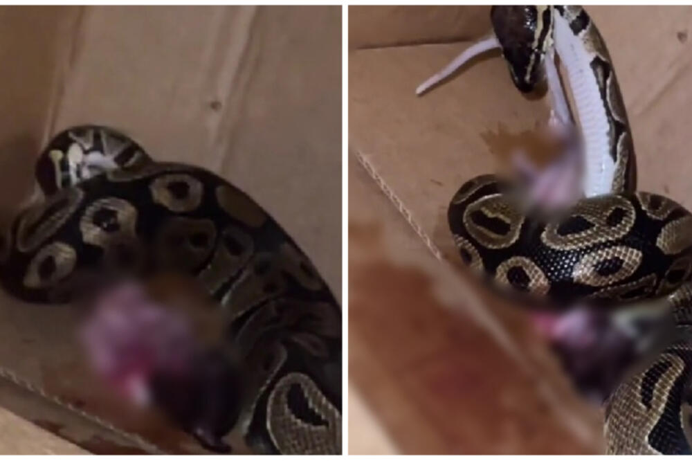 DRŽAO JE ZMIJU OD 5 METARA, OBMOTALA MU SE OKO VRATA I POČELA DA GA DAVI: Kad je policija stigla, sledili su se