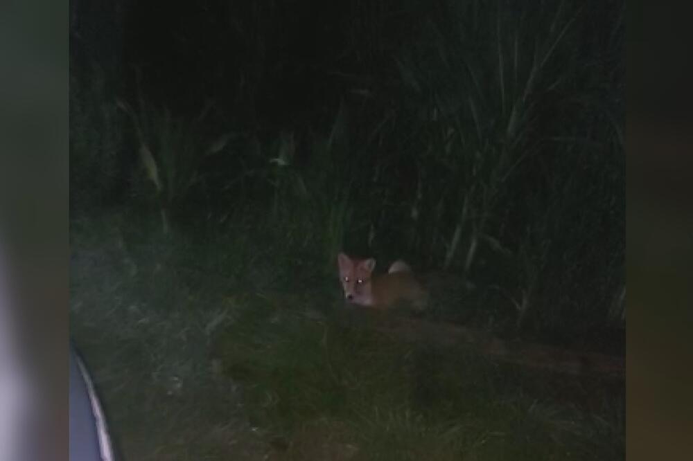 "PROTRLJAO SAM OČI DA VIDIM DA LI JE ISTINA"! Pojavio se SABLASAN SNIMAK kod Gornjeg Milanovca, meštanin se SLEDIO