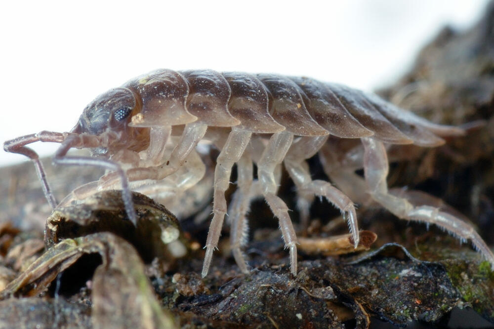 KUPAČI NA PLAŽAMA NA METI "MINI AJKULA": Jako su AGRESIVNE, a mogu da izazovu KRVARENJE! (FOTO)