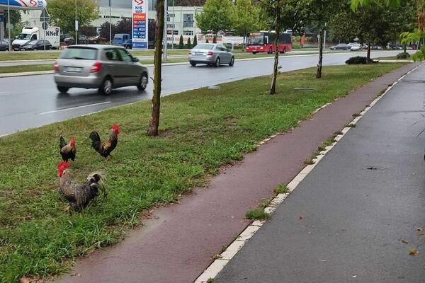 MALO NAM JE ŠTO SVAKODNEVNO SREĆEMO SVINJE NA BEOGRADSKIM ULICAMA: Sad se šepure i ONE! (FOTO)