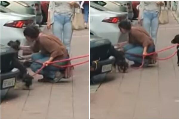 HISTERIČNA ŽENA URLA NA PSA USRED BEOGRADA! Ono što je uradila IZNERVIRALO je sve, SRAMOTA, ŠTA JE BRE OVO! (VIDEO)