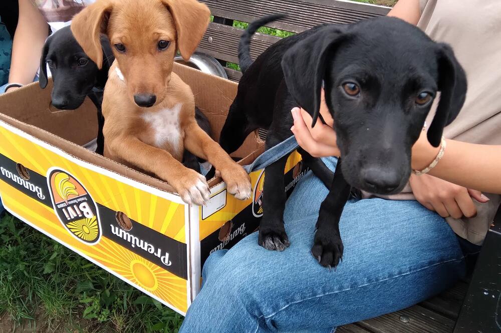 SARA JE DEVOJČICA VELIKOG SRCA: Počelo je od JEDNE KOZE, a danas joj je dvorište puno NAPUŠTENIH ŽIVOTINJA (FOTO)