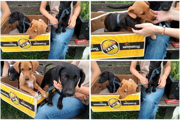 OVA 3 SLATKIŠA TRAŽE NEKOG DA BRINE O NJIMA: Vakcinisani su i spremno čekaju novog vlasnika, POMOZITE (FOTO)